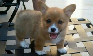 yet another pic of a corgi puppy