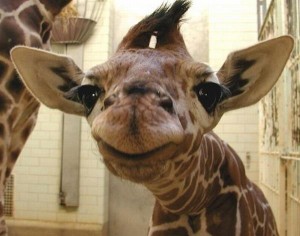 giraffe baby smile