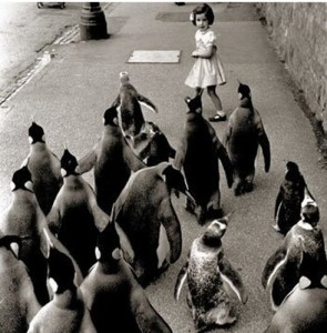 horde of penguins