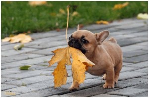 French bulldog with a leaf