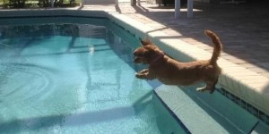 Weinie dog jumping into a pool