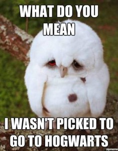 Baby owl sad about not getting picked for Hogwarts