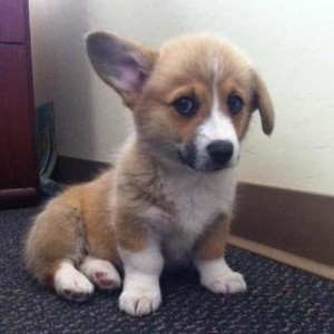 corgi baby