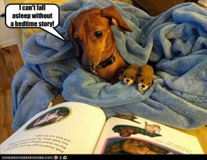 weinie dog wrapped up for a bed time story